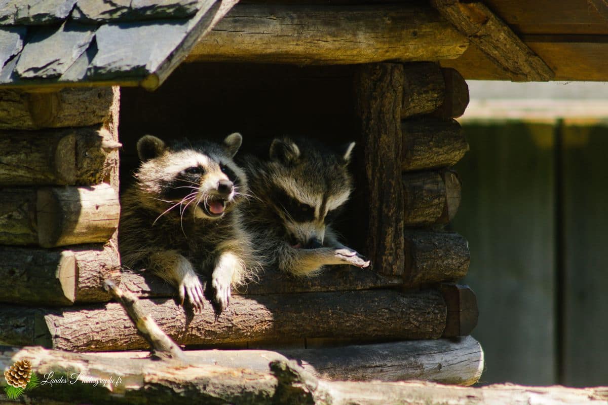 🦁 Voyage au Zoo de Labenne-Océan : Faune et Architecture raton laveur