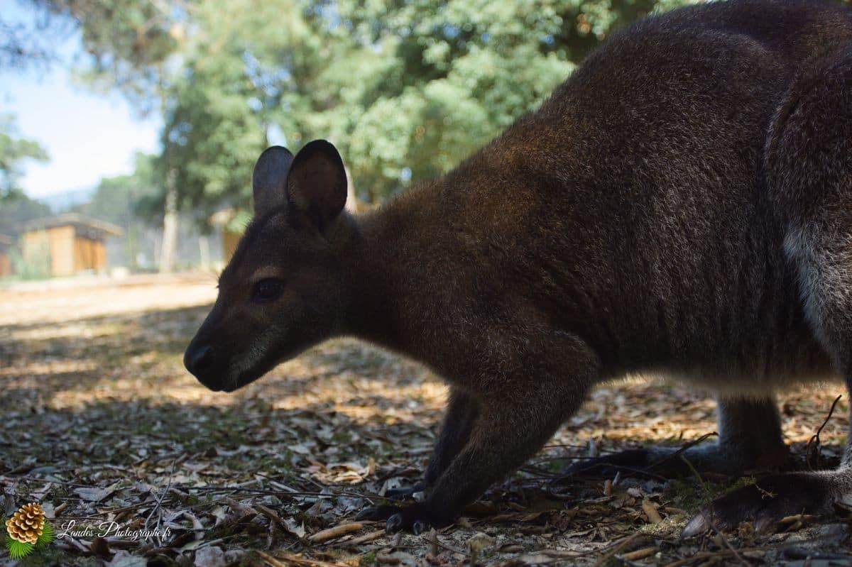 🦁 Voyage au Zoo de Labenne-Océan : Faune et Architecture wallaby de benett