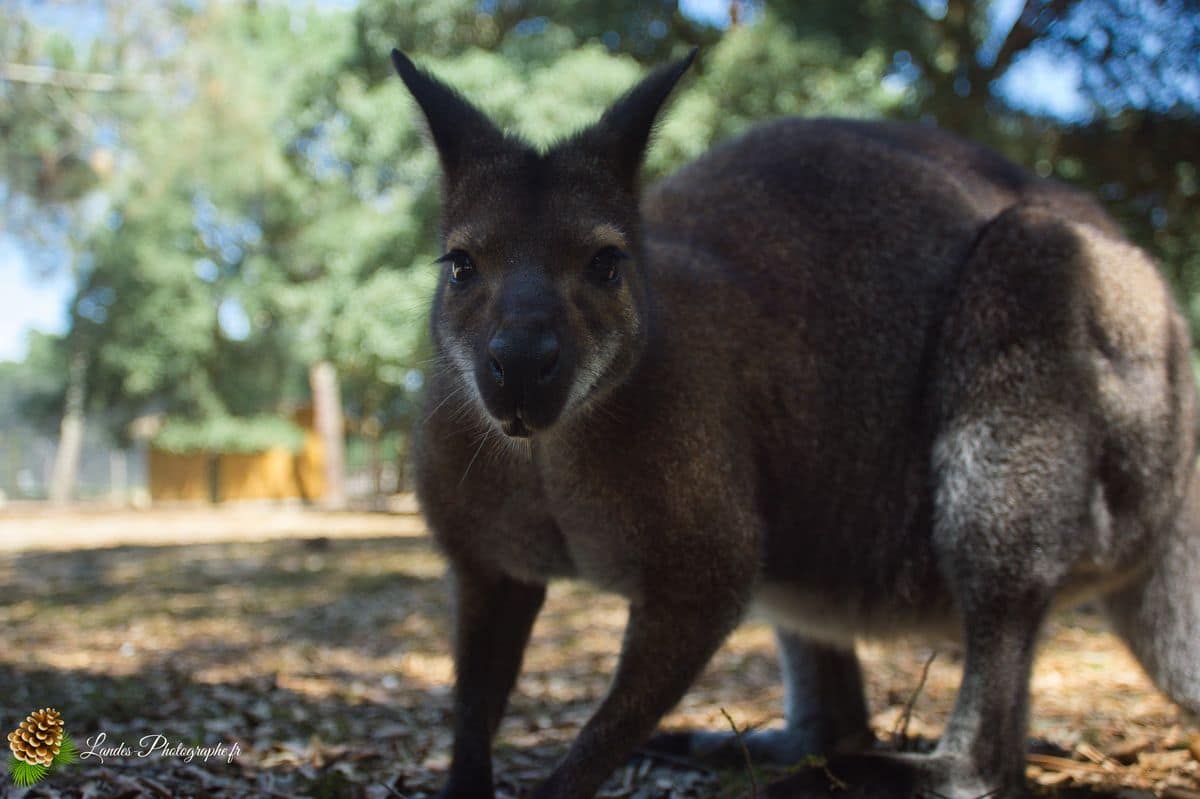 🦁 Voyage au Zoo de Labenne-Océan : Faune et Architecture wallaby de benett