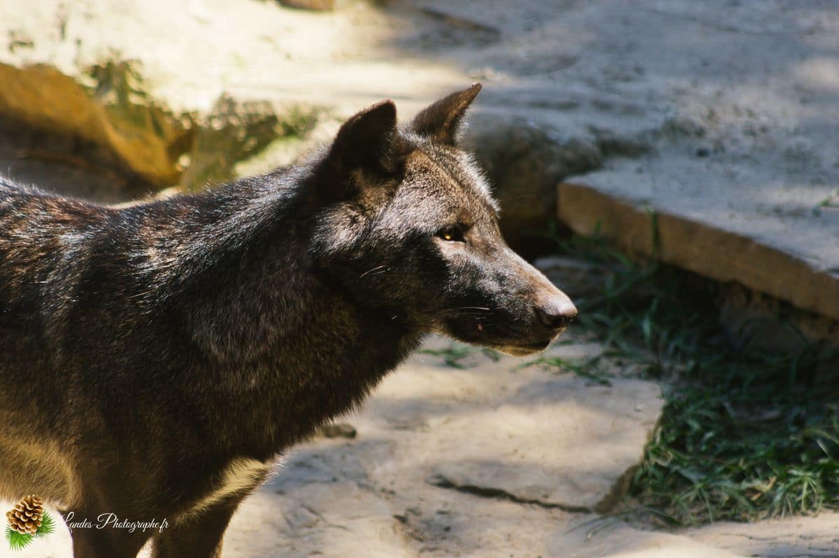 🦁 Voyage au Zoo de Labenne-Océan : Faune et Architecture Loup du canada