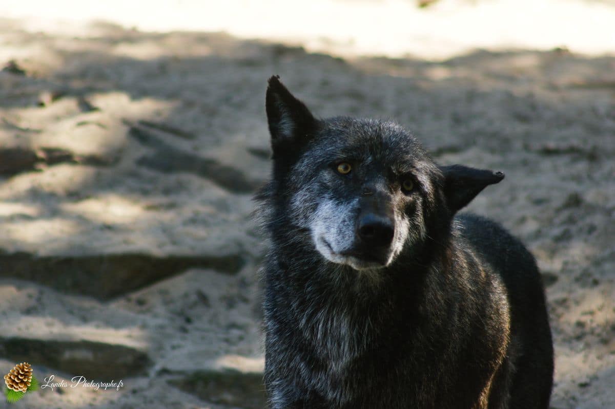 🦁 Voyage au Zoo de Labenne-Océan : Faune et Architecture Loup du canada