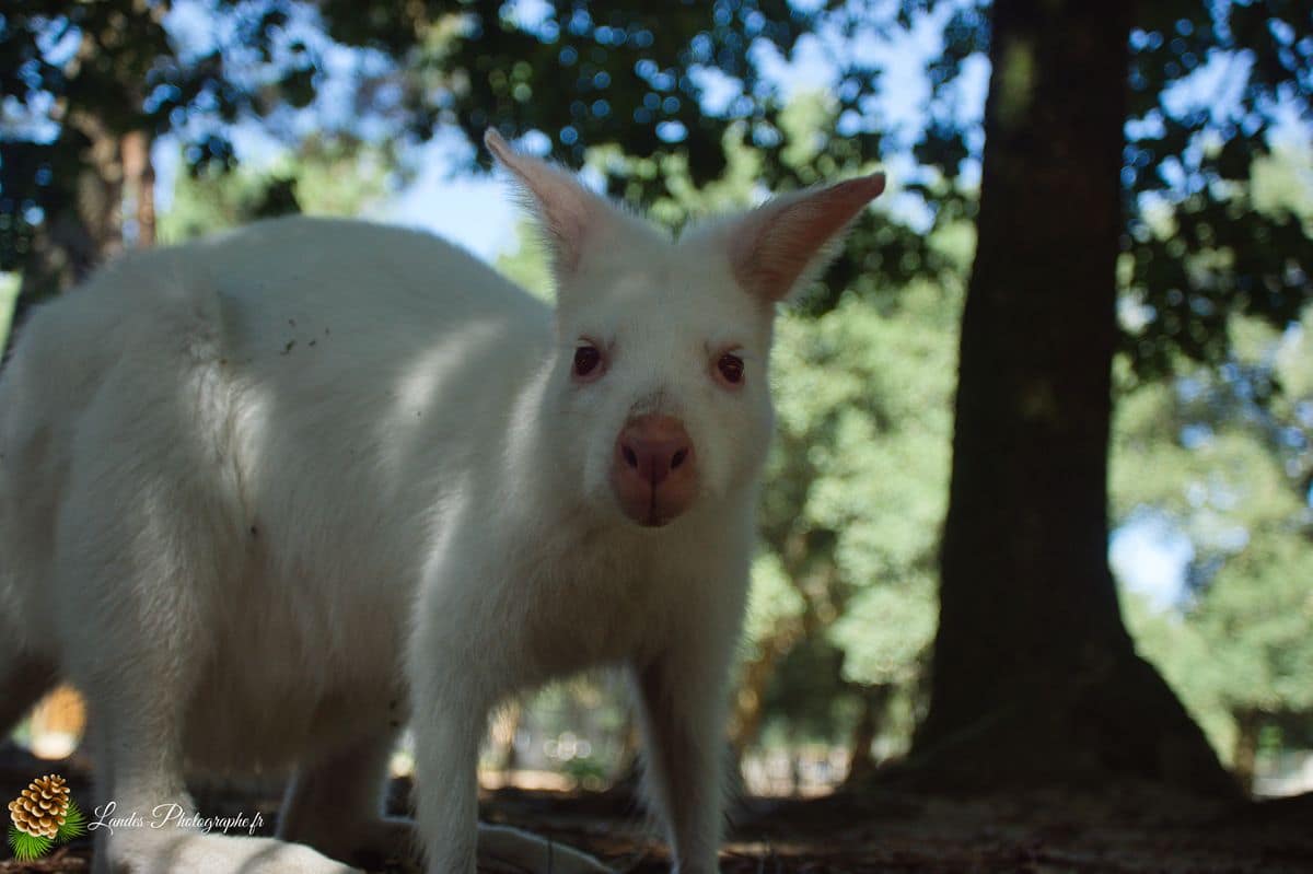🦁 Voyage au Zoo de Labenne-Océan : Faune et Architecture wallaby de benett