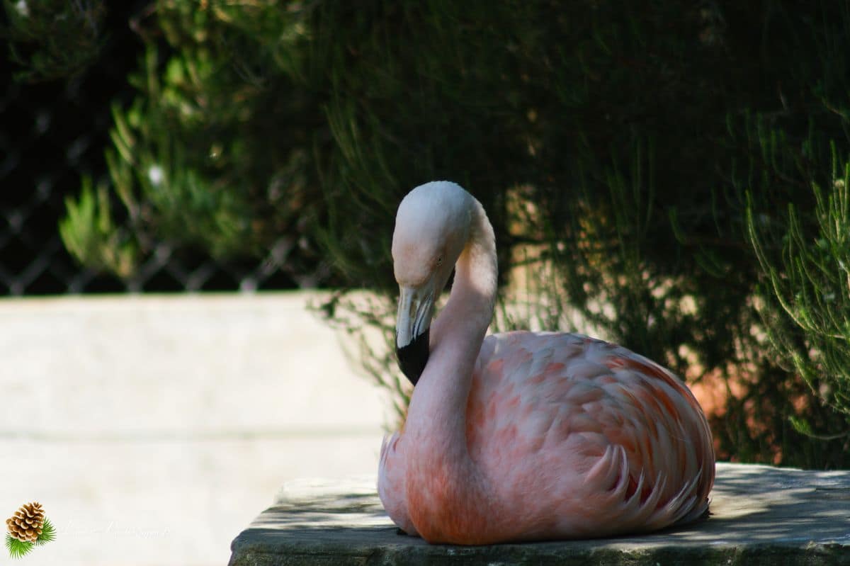 🦁 Voyage au Zoo de Labenne-Océan : Faune et Architecture Flamant du Chili