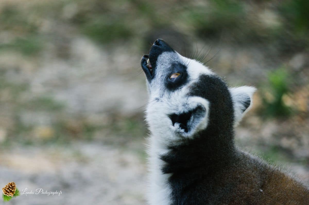 🦁 Voyage au Zoo de Labenne-Océan : Faune et Architecture maki catta