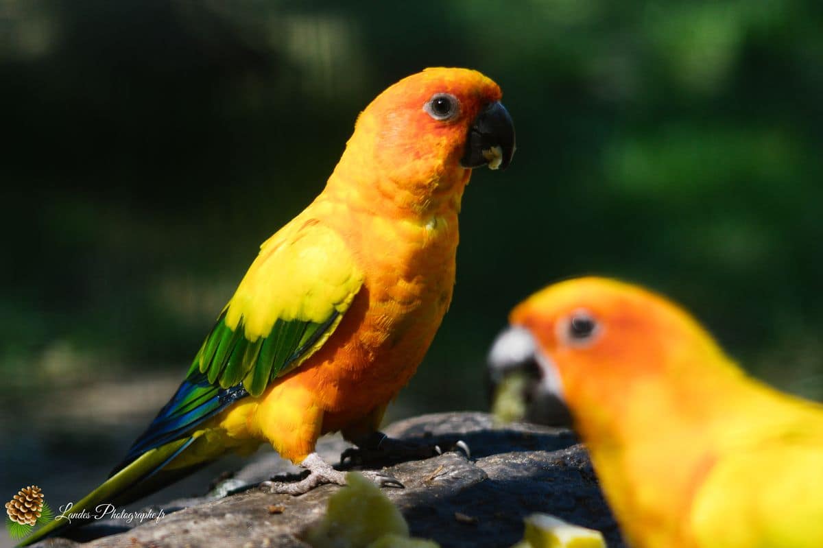 🦁 Voyage au Zoo de Labenne-Océan : Faune et Architecture amazone à front bleu