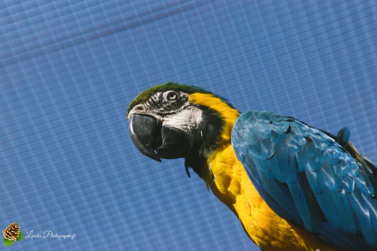 🦁 Voyage au Zoo de Labenne-Océan : Faune et Architecture ara