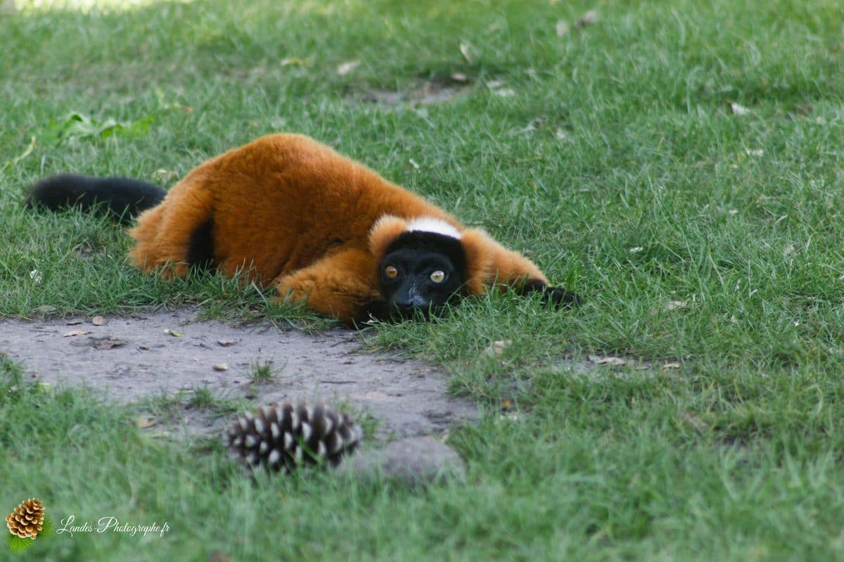 🦁 Voyage au Zoo de Labenne-Océan : Faune et Architecture maki vari