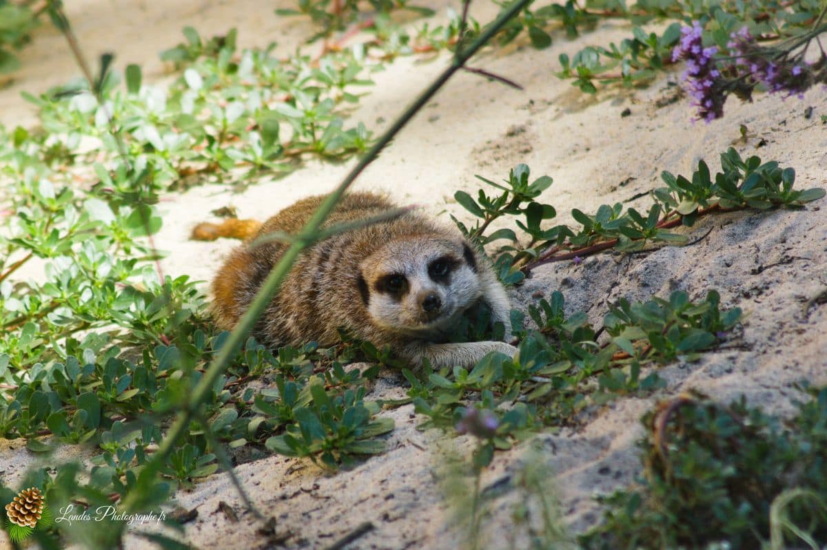 🦁 Voyage au Zoo de Labenne-Océan : Faune et Architecture mangouste