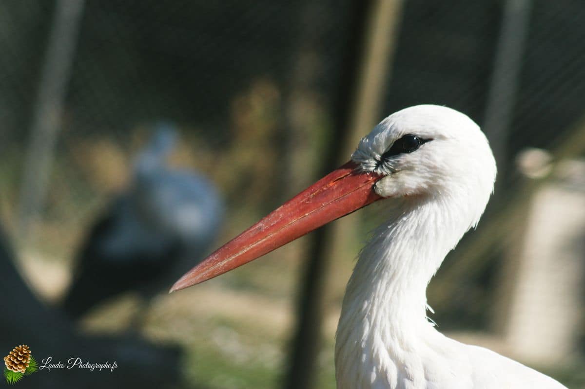 🦁 Voyage au Zoo de Labenne-Océan : Faune et Architecture cigogne