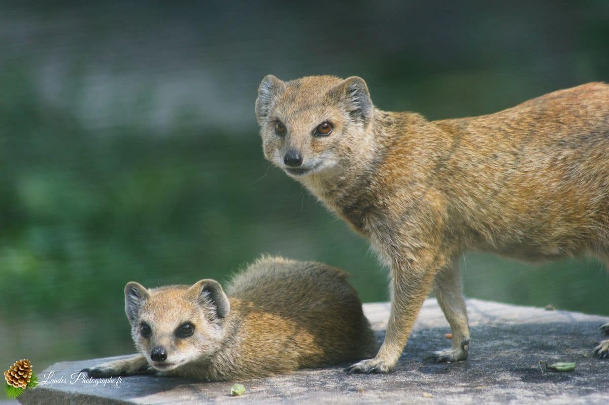 🦁 Voyage au Zoo de Labenne-Océan : Faune et Architecture mangouste