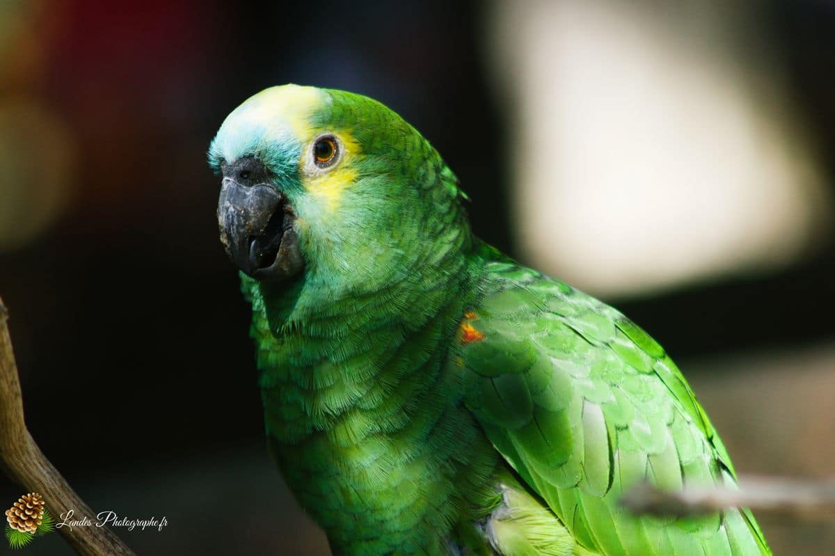 🦁 Voyage au Zoo de Labenne-Océan : Faune et Architecture ara