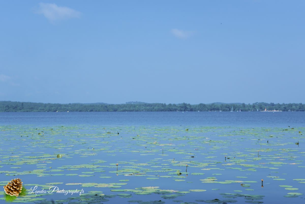 🏞️ Évasion Nature : Le Courant d'Huchet Courant d