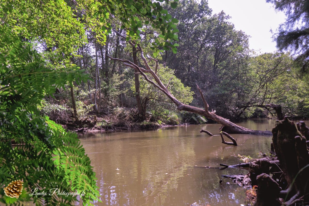 🏞️ Évasion Nature : Le Courant d'Huchet Courant d