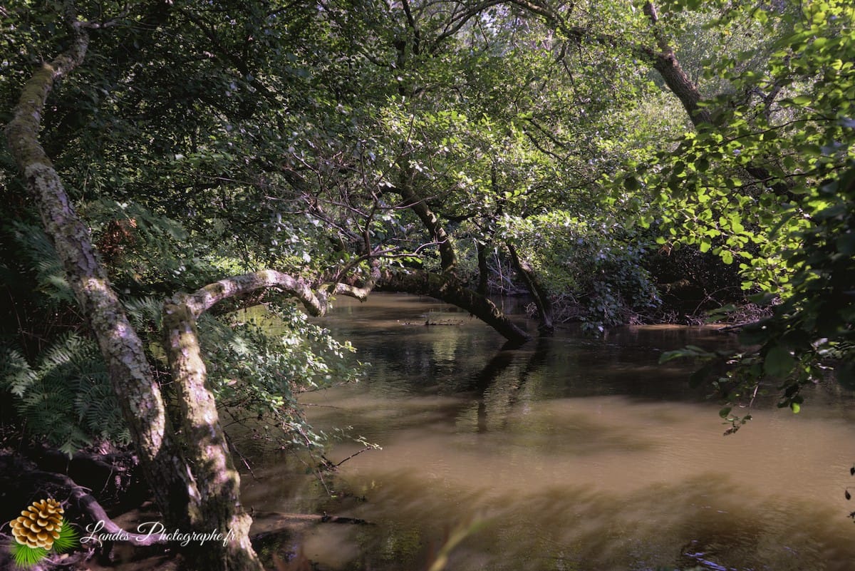🏞️ Évasion Nature : Le Courant d'Huchet Courant d