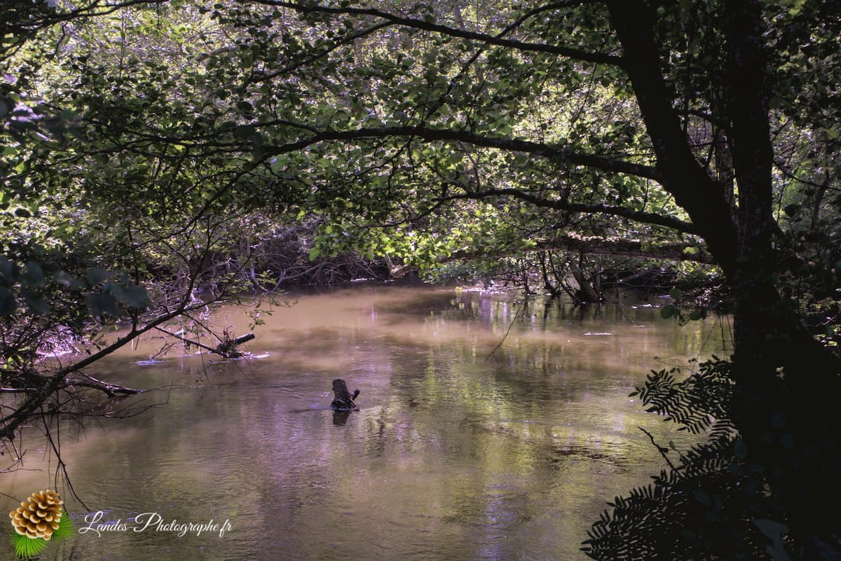 🏞️ Évasion Nature : Le Courant d'Huchet Courant d