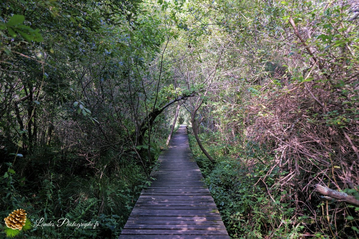 🌲 Au Cœur des Landes : la Réserve Naturelle de l’Étang Noir La Réserve Naturelle de l’Étang Noir à Seignosse