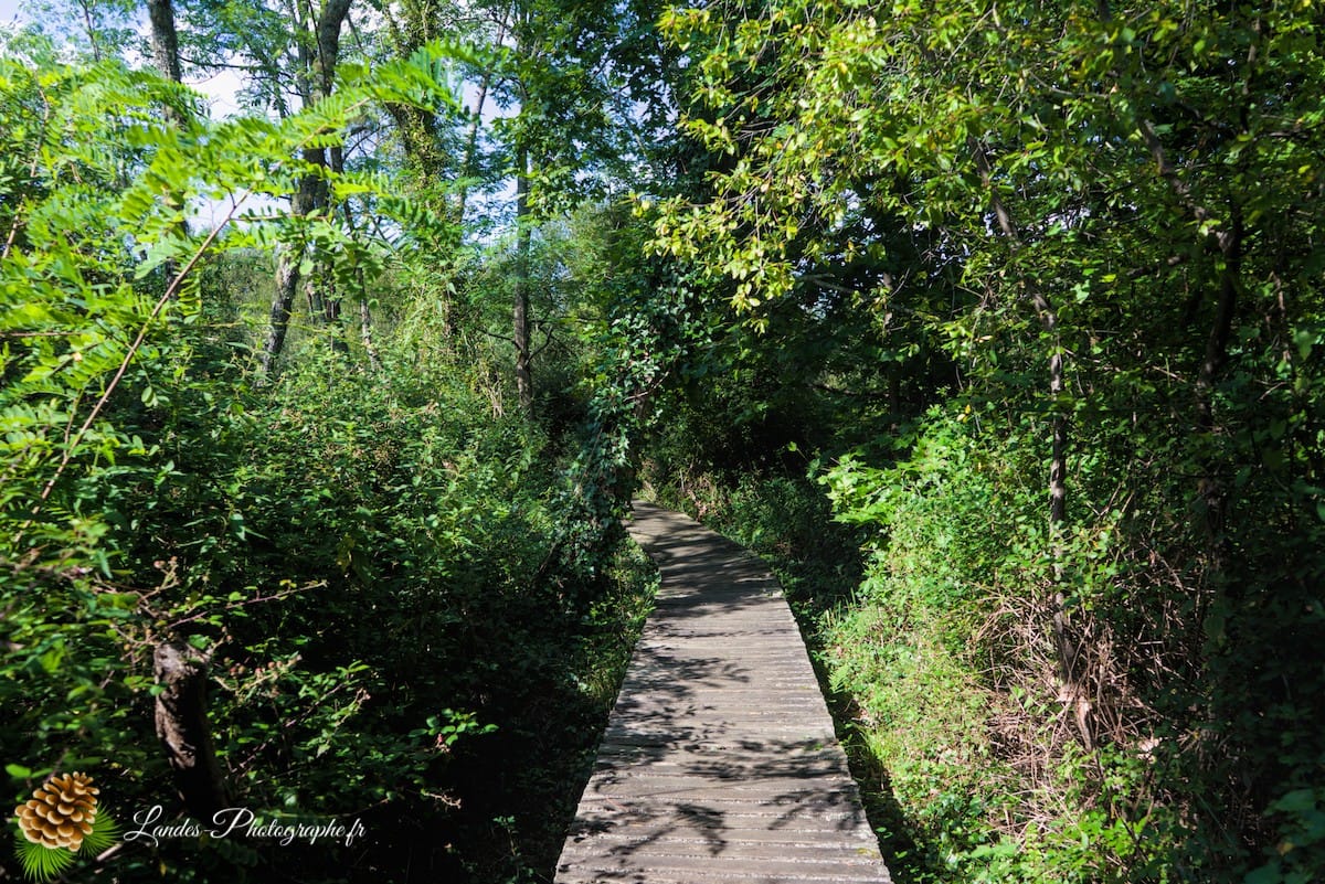 🌲 Au Cœur des Landes : la Réserve Naturelle de l’Étang Noir La Réserve Naturelle de l’Étang Noir à Seignosse
