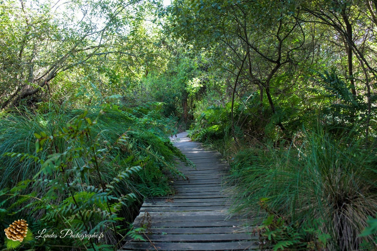 🌲 Au Cœur des Landes : la Réserve Naturelle de l’Étang Noir La Réserve Naturelle de l’Étang Noir à Seignosse
