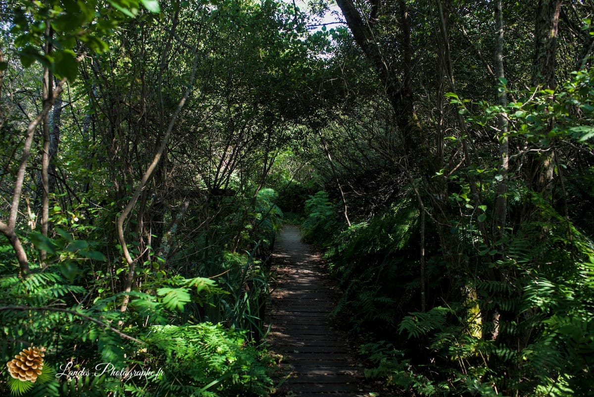 🌲 Au Cœur des Landes : la Réserve Naturelle de l’Étang Noir La Réserve Naturelle de l’Étang Noir à Seignosse