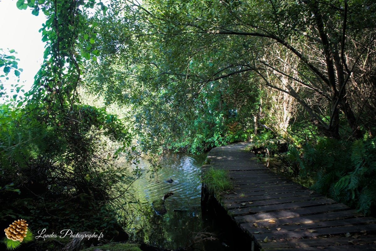 🌲 Au Cœur des Landes : la Réserve Naturelle de l’Étang Noir La Réserve Naturelle de l’Étang Noir à Seignosse