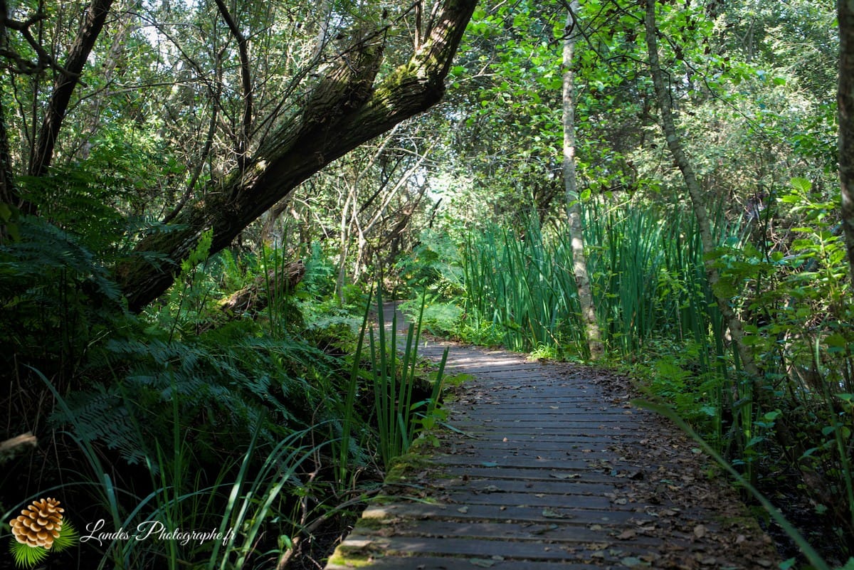 🌲 Au Cœur des Landes : la Réserve Naturelle de l’Étang Noir La Réserve Naturelle de l’Étang Noir à Seignosse