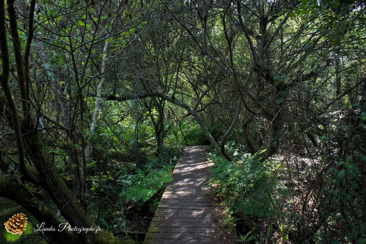 🌲 Au Cœur des Landes : la Réserve Naturelle de l’Étang Noir La Réserve Naturelle de l’Étang Noir à Seignosse