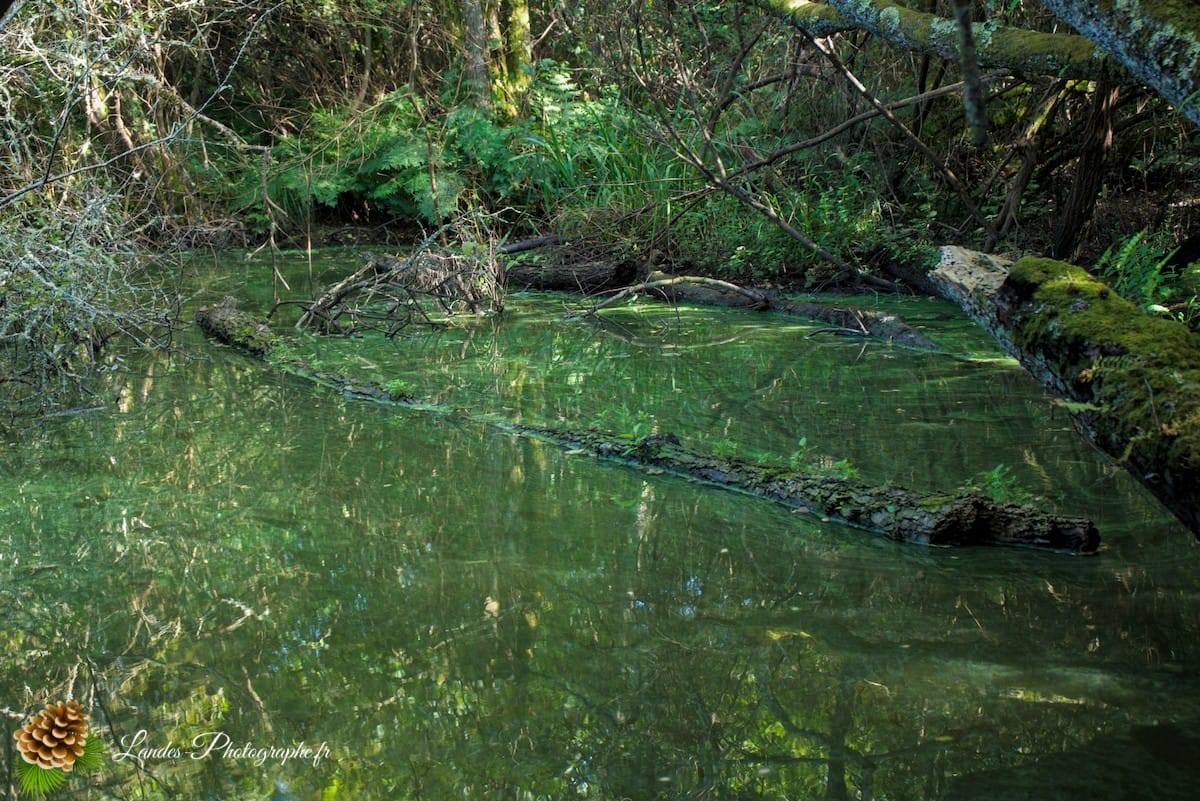 🌲 Au Cœur des Landes : la Réserve Naturelle de l’Étang Noir La Réserve Naturelle de l’Étang Noir à Seignosse