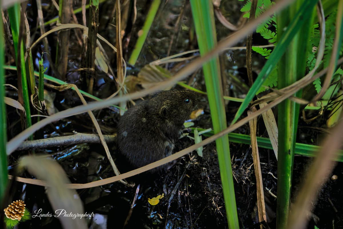 🌲 Au Cœur des Landes : la Réserve Naturelle de l’Étang Noir La Réserve Naturelle de l’Étang Noir à Seignosse