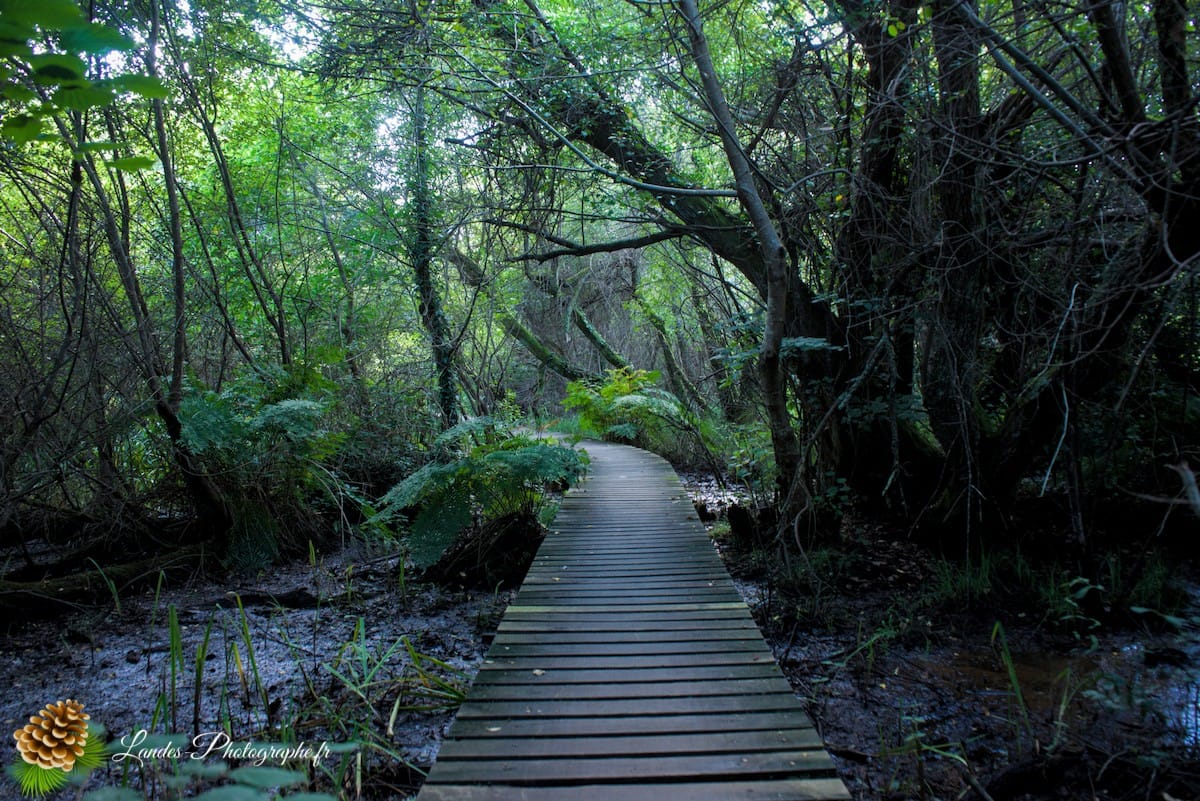 🌲 Au Cœur des Landes : la Réserve Naturelle de l’Étang Noir La Réserve Naturelle de l’Étang Noir à Seignosse