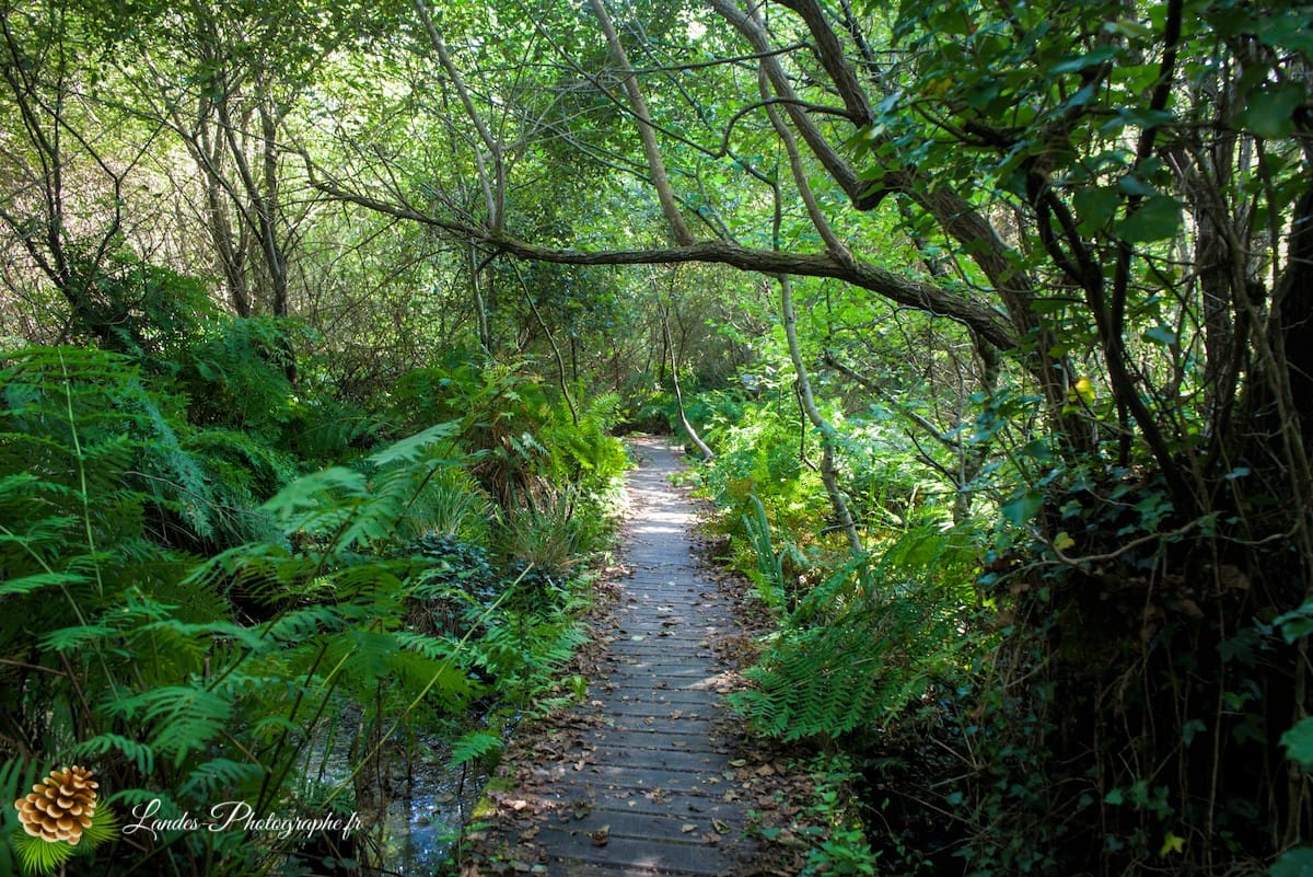 🌲 Au Cœur des Landes : la Réserve Naturelle de l’Étang Noir La Réserve Naturelle de l’Étang Noir à Seignosse