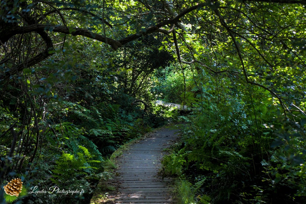 🌲 Au Cœur des Landes : la Réserve Naturelle de l’Étang Noir La Réserve Naturelle de l’Étang Noir à Seignosse