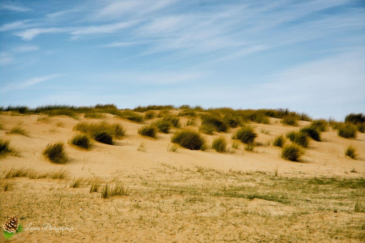 đ Labenne OcĂ©an : L'Immersion sur la CĂŽte Sud des Landes Labenne OcĂ©an