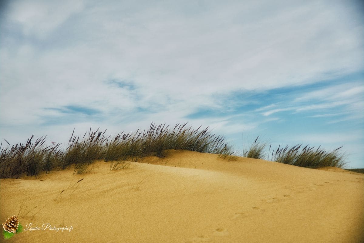 đ Labenne OcĂ©an : L'Immersion sur la CĂŽte Sud des Landes Labenne OcĂ©an