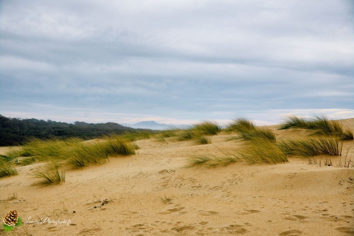 đ Labenne OcĂ©an : L'Immersion sur la CĂŽte Sud des Landes Labenne OcĂ©an