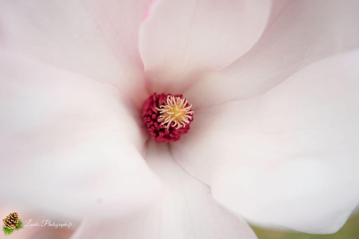 💐 Fleurs Magnolia