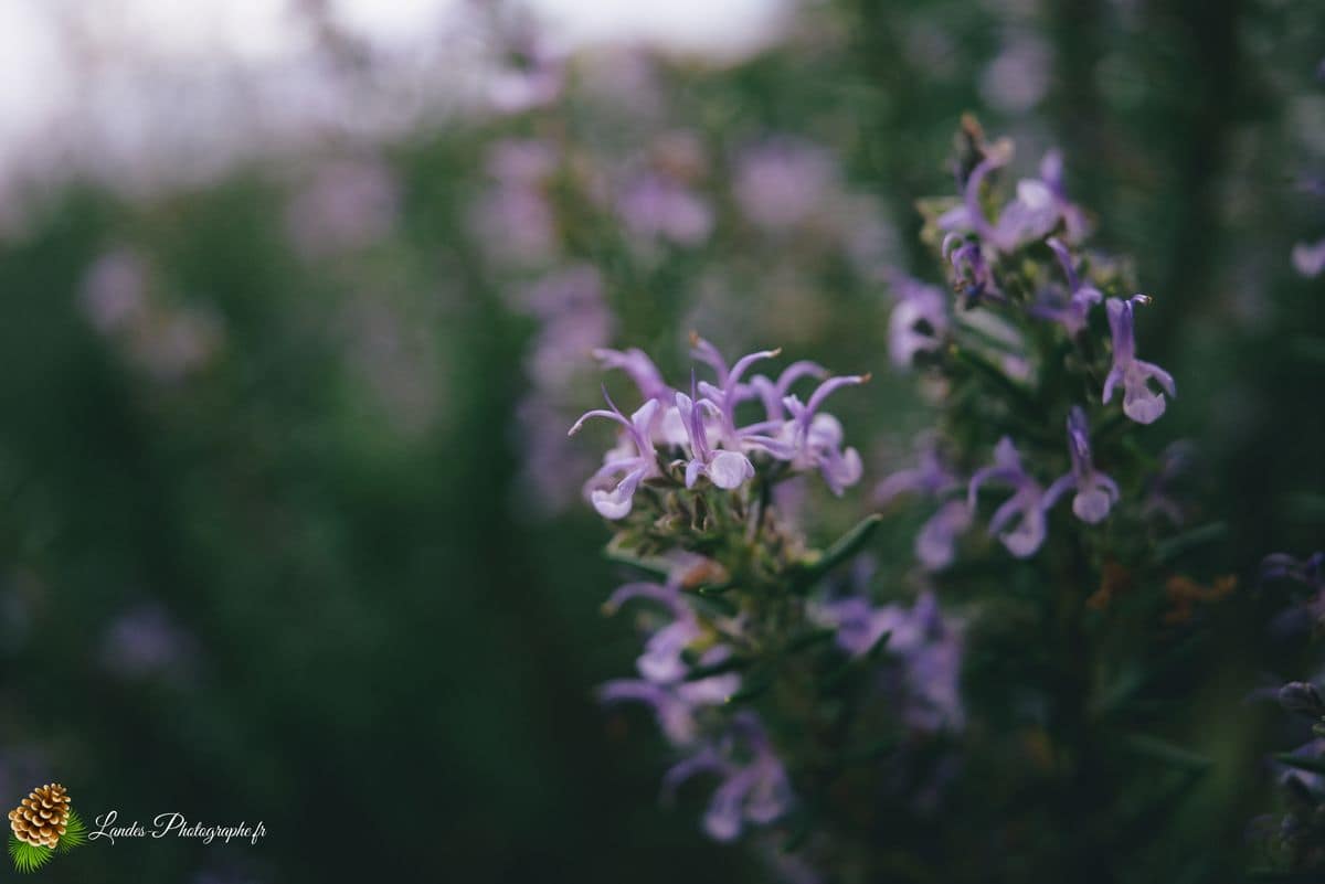 💐 Fleurs Romarin
