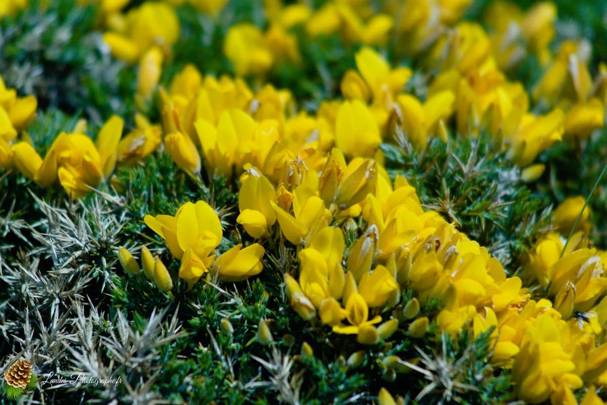 🏖️ Plage de Trez Rouz : Lumière et Patrimoine sur l'Anse de Camaret Plage de Trez Rouz