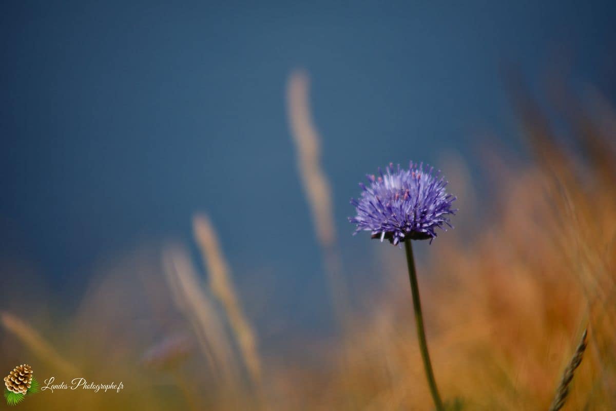🏖️ Plage de Trez Rouz : Lumière et Patrimoine sur l'Anse de Camaret Plage de Trez Rouz