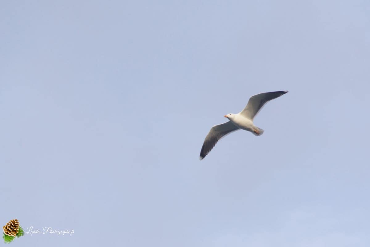 đ Plage de Trez Rouz Ă Camaret-sur-Mer Plage de Trez Rouz Ă Camaret sur Mer