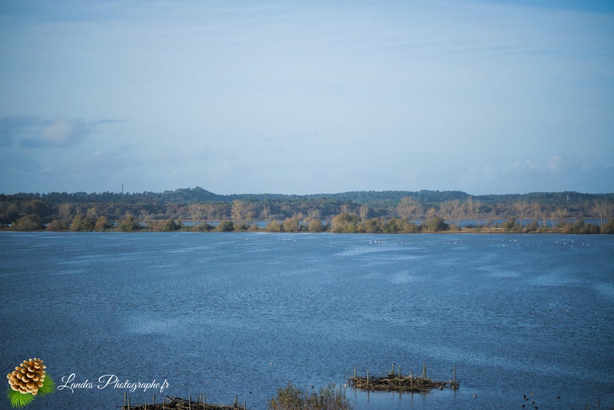 🦆 La Réserve Naturelle du Marais d'Orx : Le Trésor Humide du Sud des Landes Réserve Naturelle du Marais d