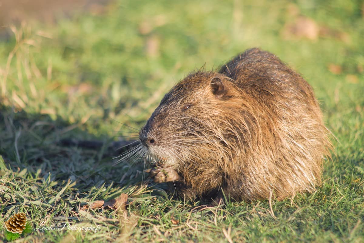 🦆 La Réserve Naturelle du Marais d'Orx : Le Trésor Humide du Sud des Landes Réserve Naturelle du Marais d