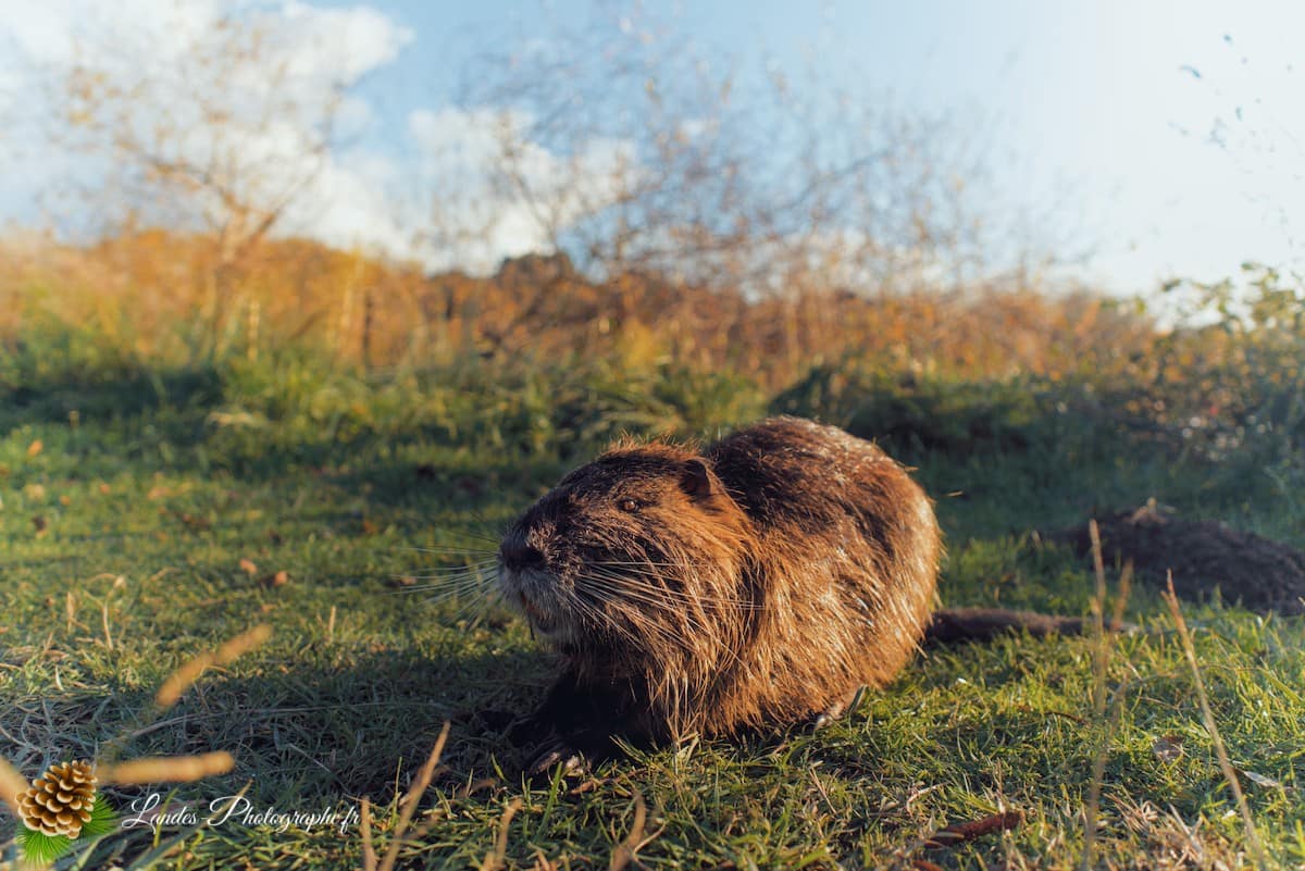 🦆 La Réserve Naturelle du Marais d'Orx : Le Trésor Humide du Sud des Landes Réserve Naturelle du Marais d