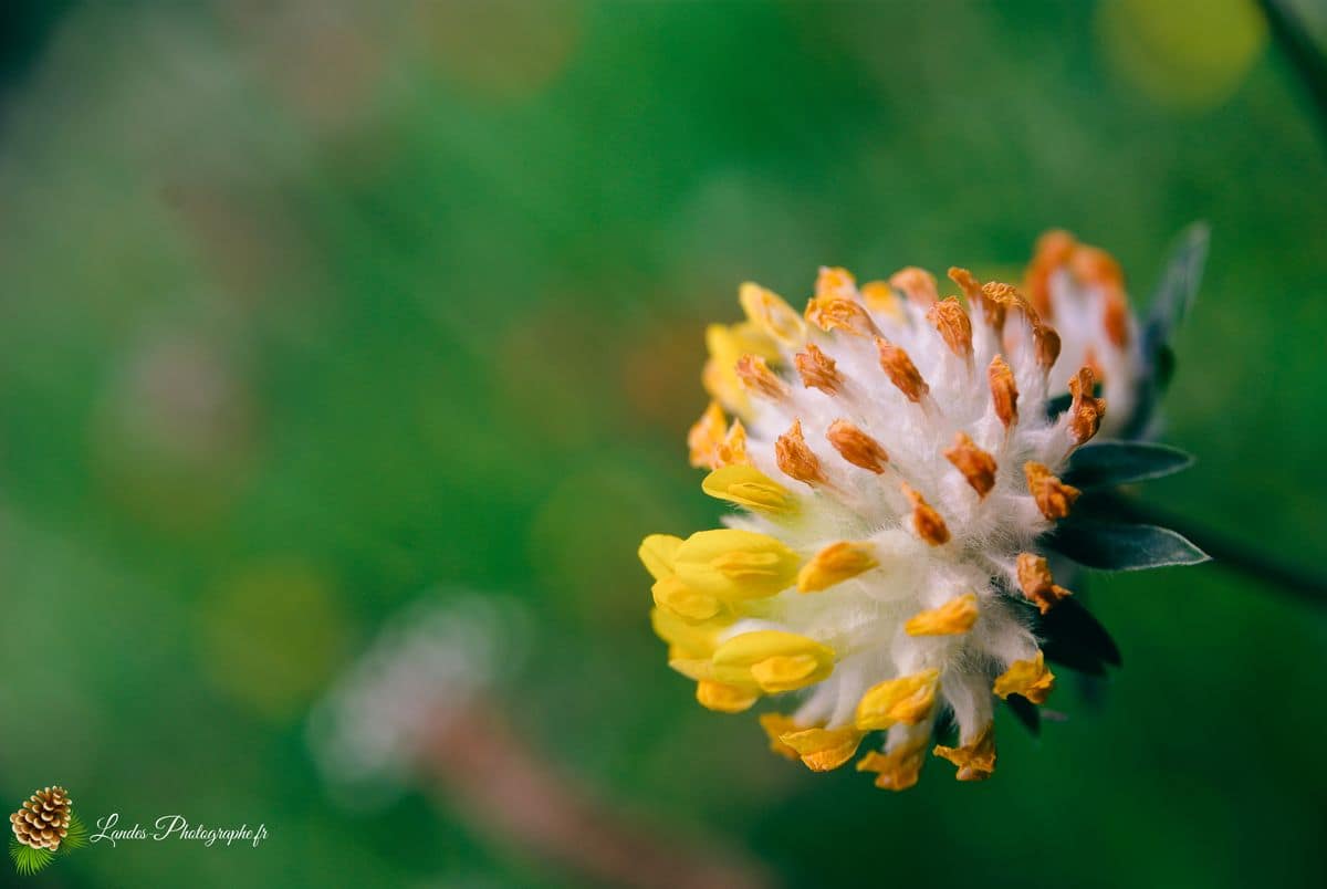 💐 Fleurs Pivoine jaune