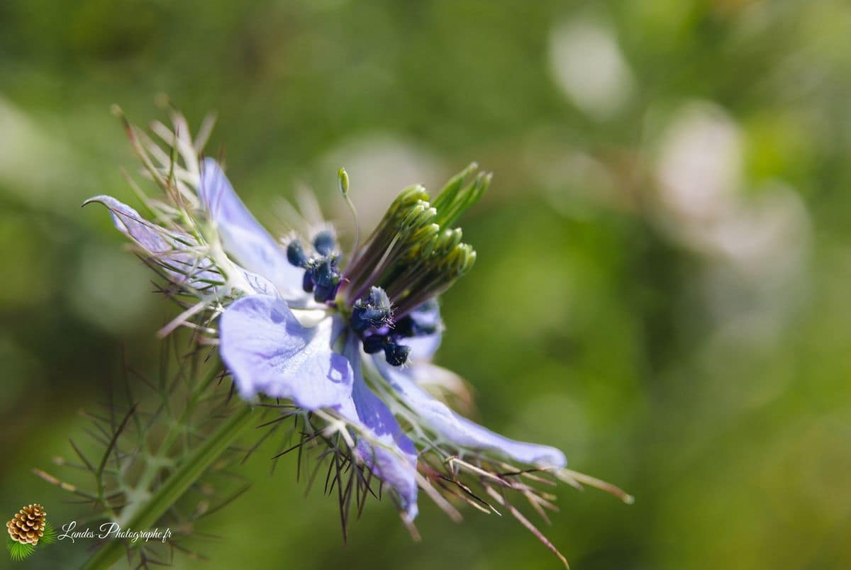 💐 Fleurs Passiflore