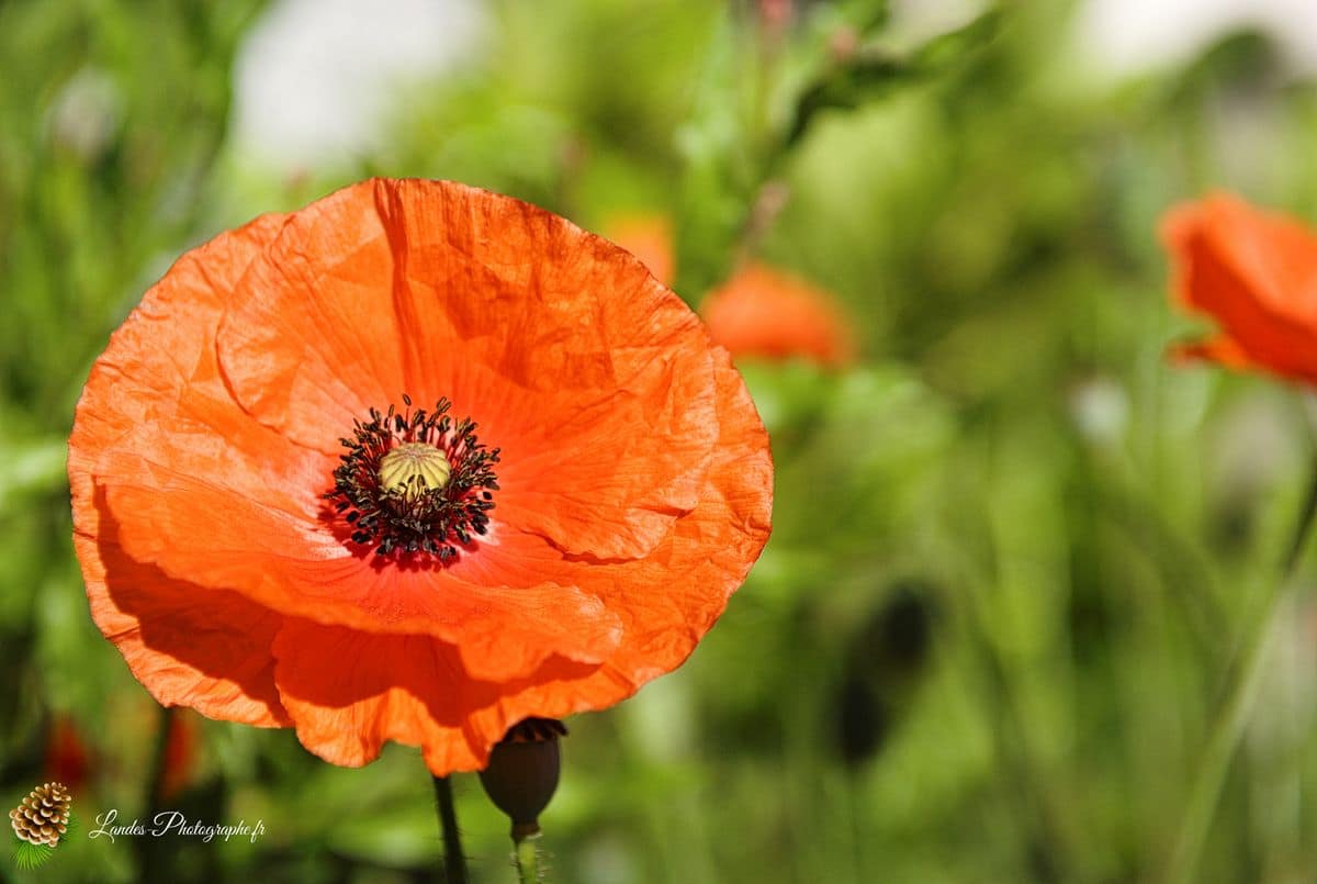 💐 Fleurs Coquelicot