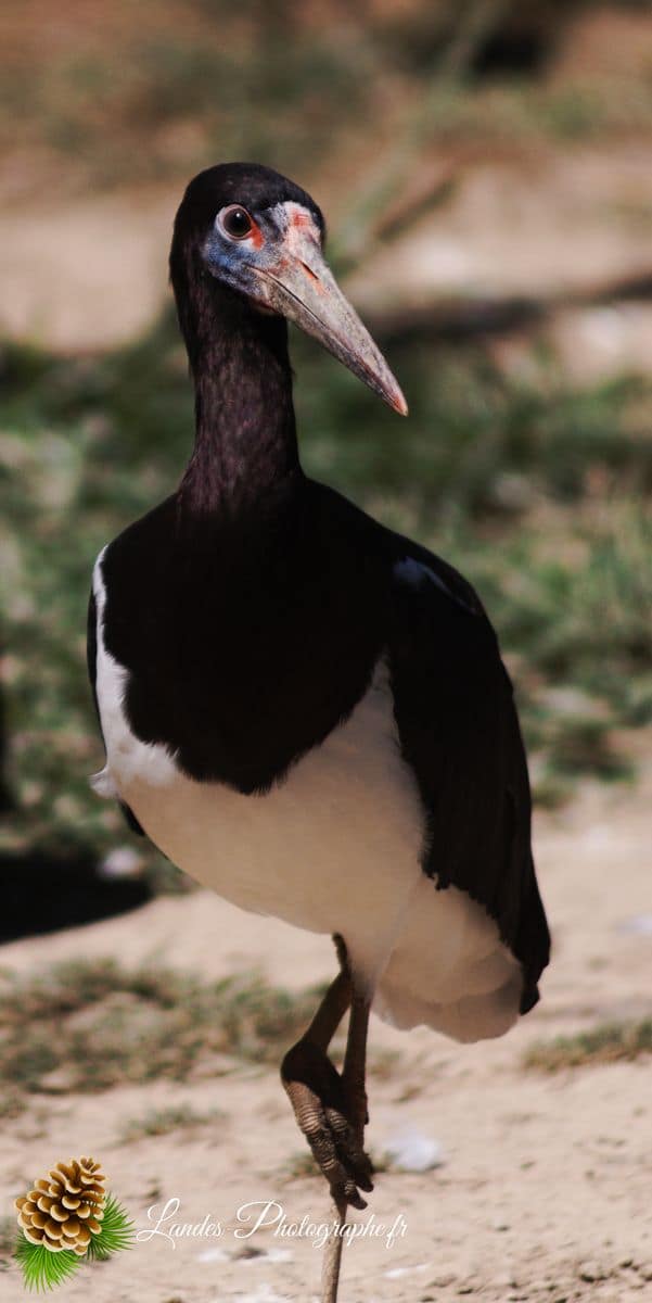 🦁 Voyage au Zoo de Labenne-Océan : Faune et Architecture grue cendrée occidentale