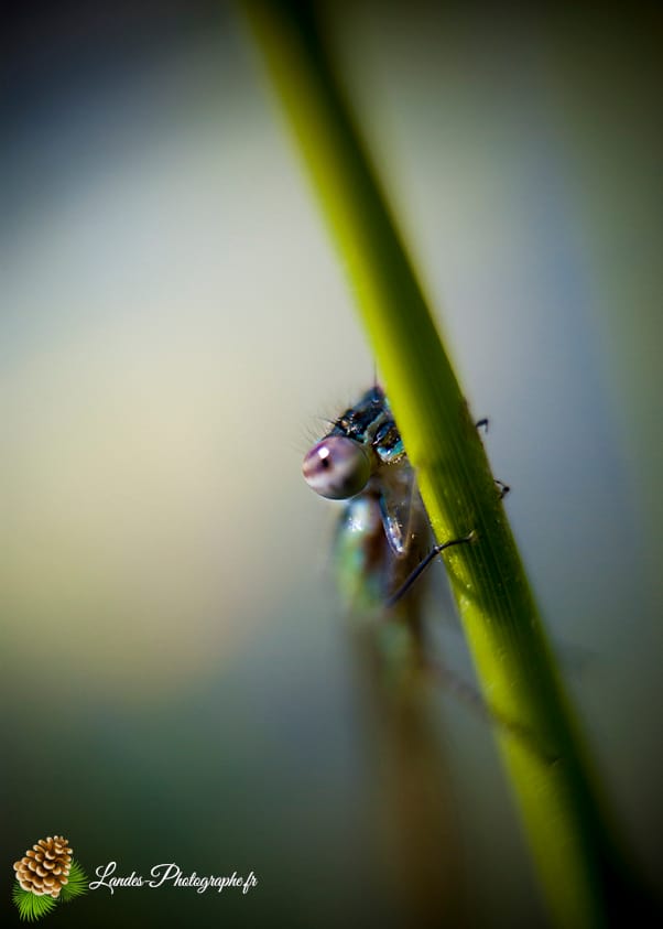 🐞 Microcosmos Agrion