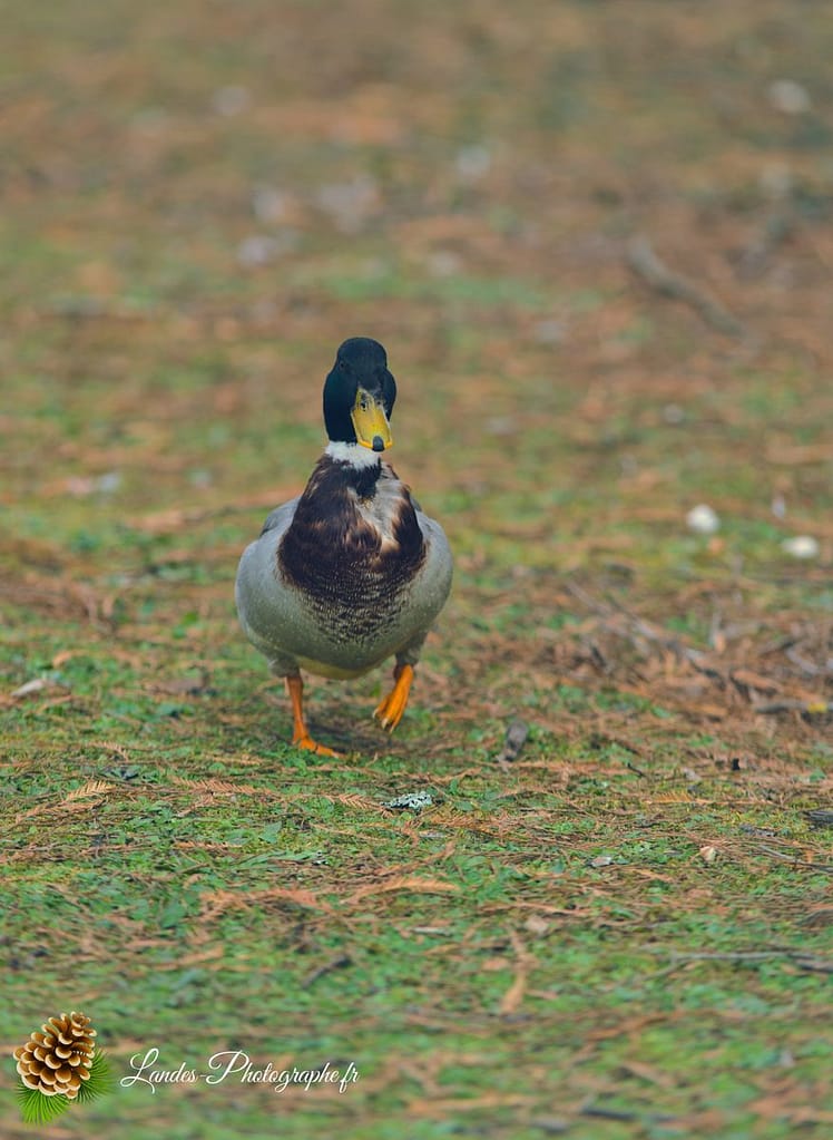 🦢 Plumes et Palmes : Voyage au Cœur de la Famille des Palmipèdes canard colvert