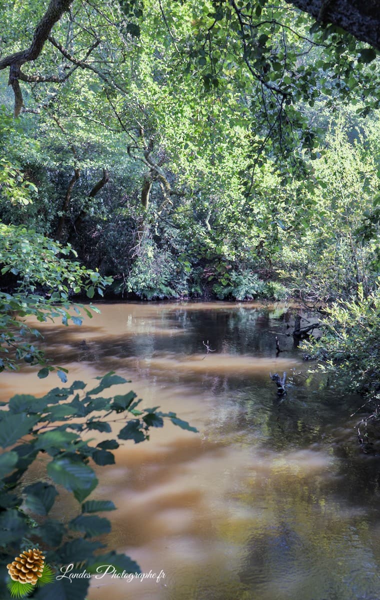 🏞️ Évasion Nature : Le Courant d'Huchet Courant d