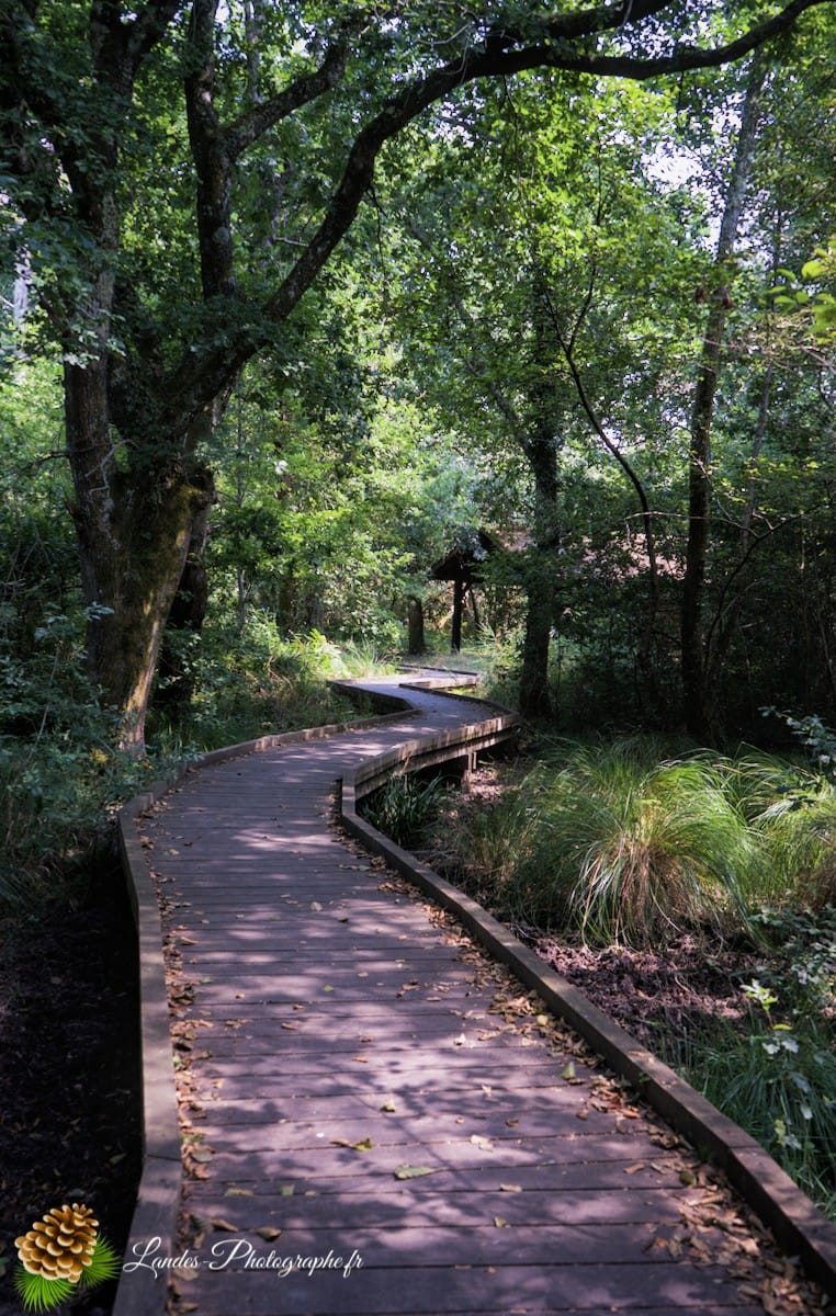 🏞️ Évasion Nature : Le Courant d'Huchet Courant d